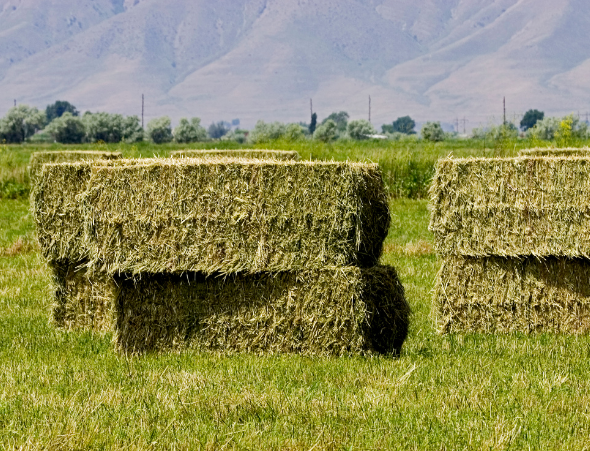 Non Compressed Orchard Timothy Hay Bales