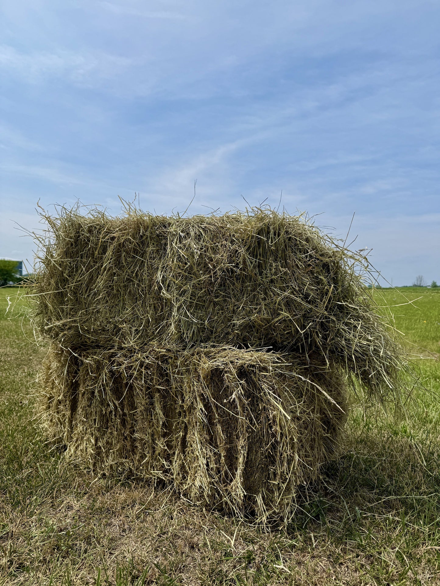 Non Compressed Orchard Timothy Hay Bales