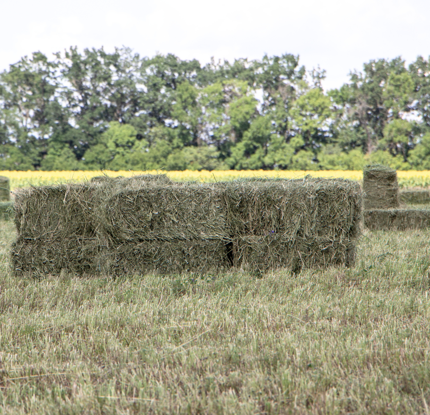Non Compressed Orchard Timothy Hay Bales
