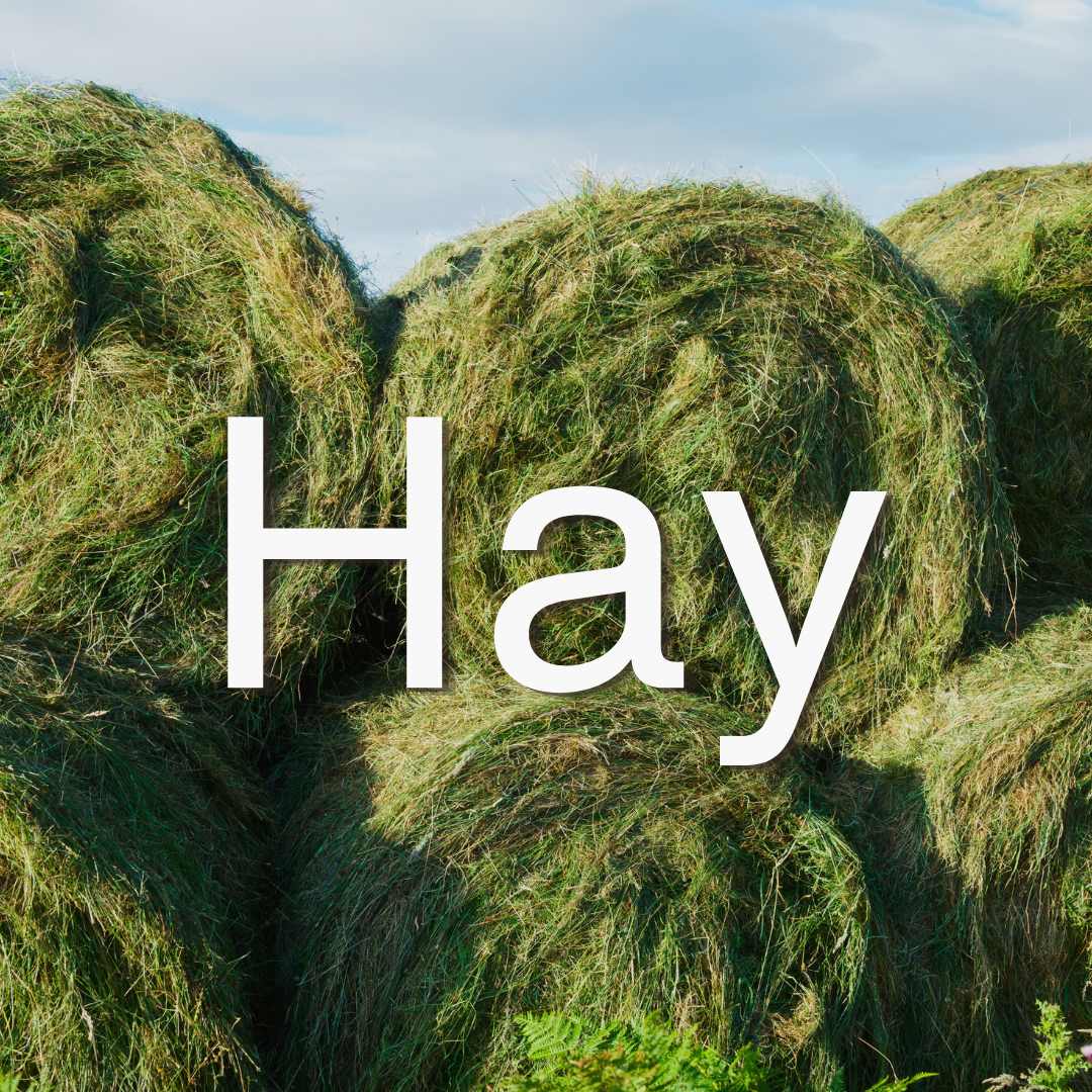 Hay