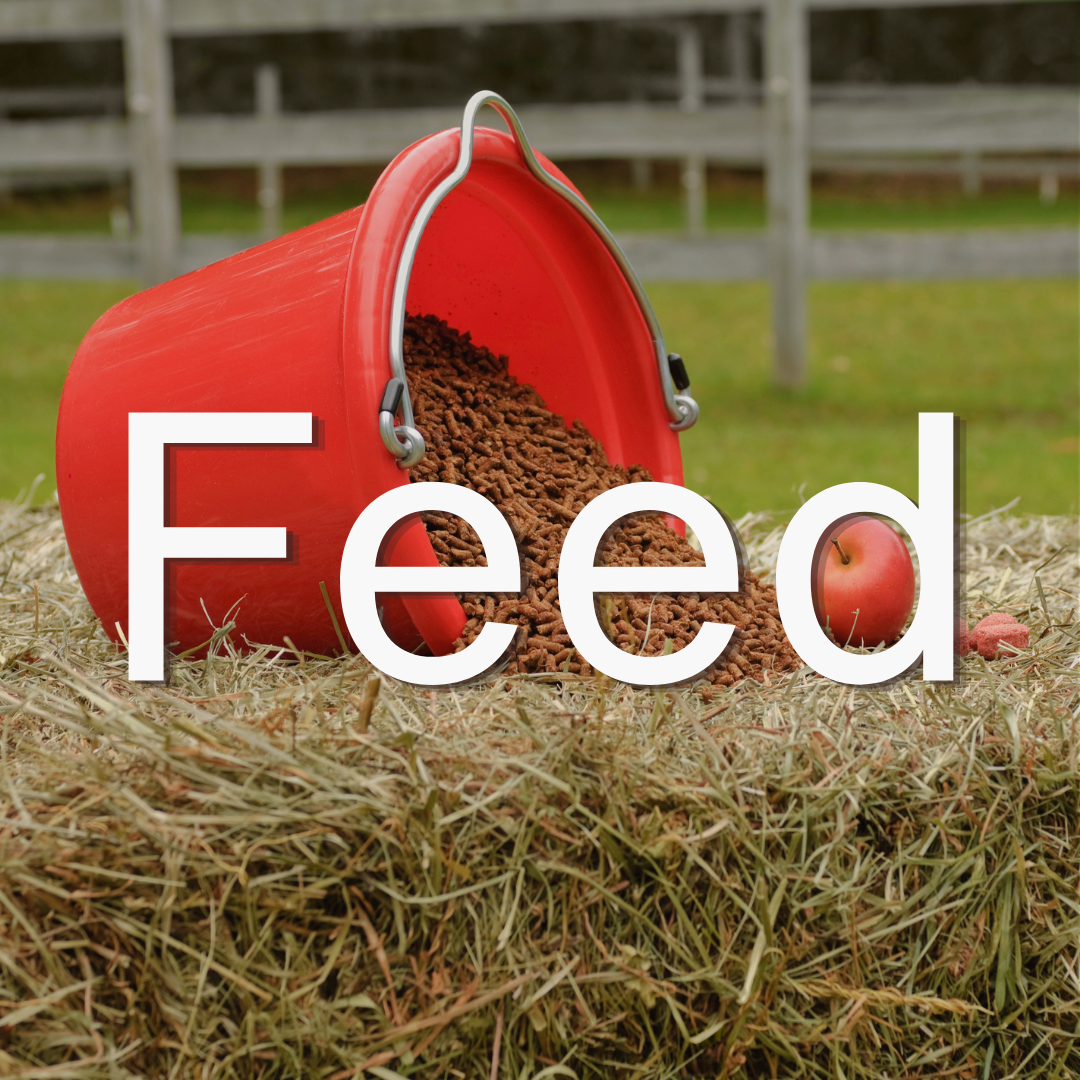 Equine Feed