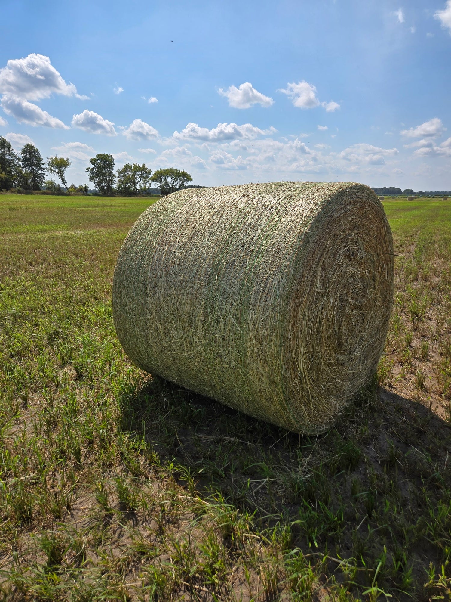 Hay