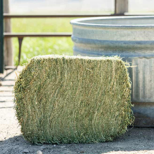 Compressed Timothy Hay