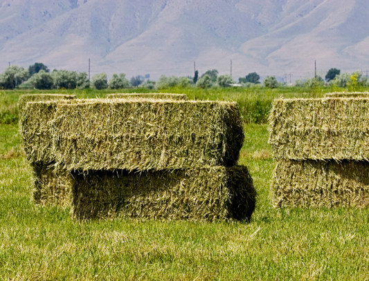 Non Compressed Orchard Timothy Hay Bales