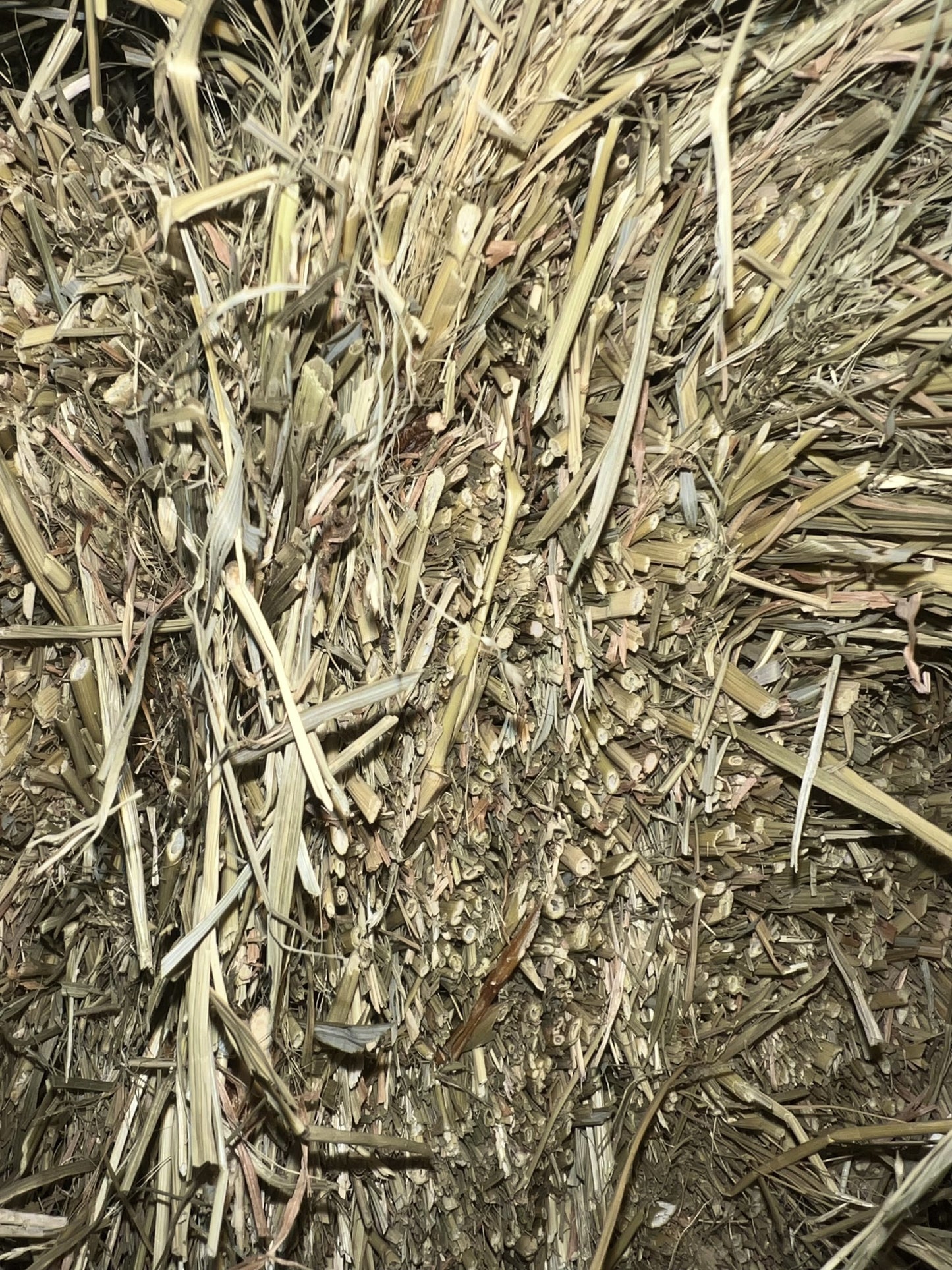 Non Compressed Teff Hay Bales