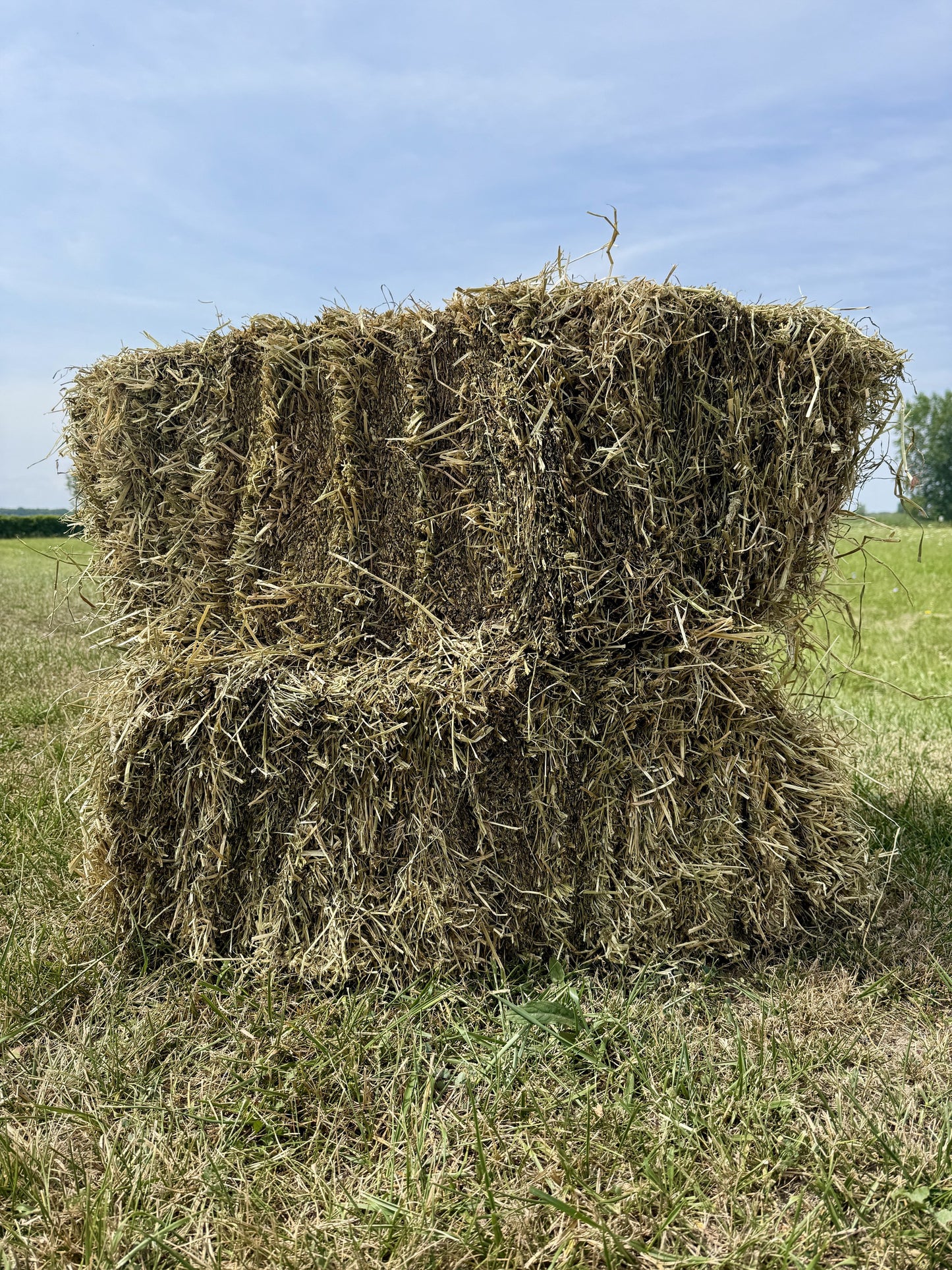 Non-Compressed Alfalfa Hay Bale