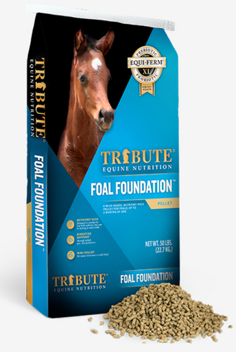 Foal Foundation