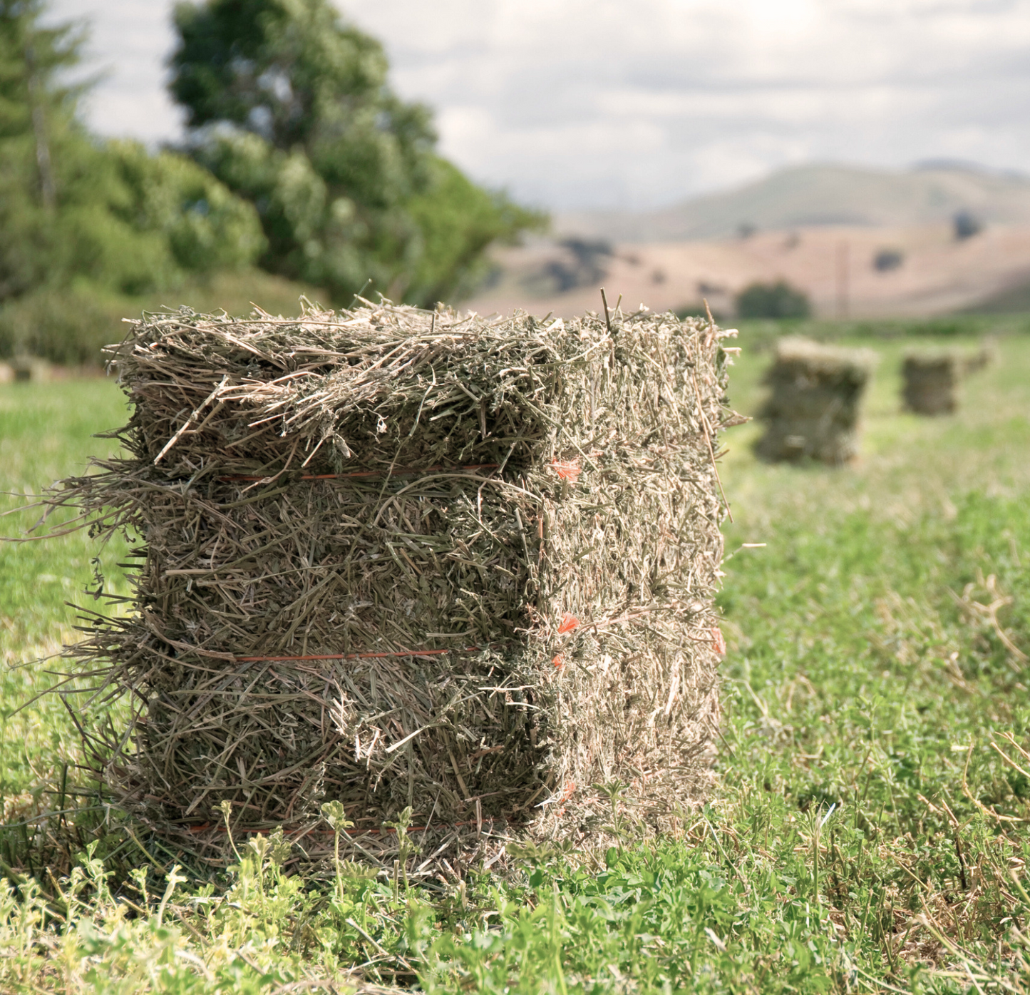 Non Compressed Teff Hay Bales