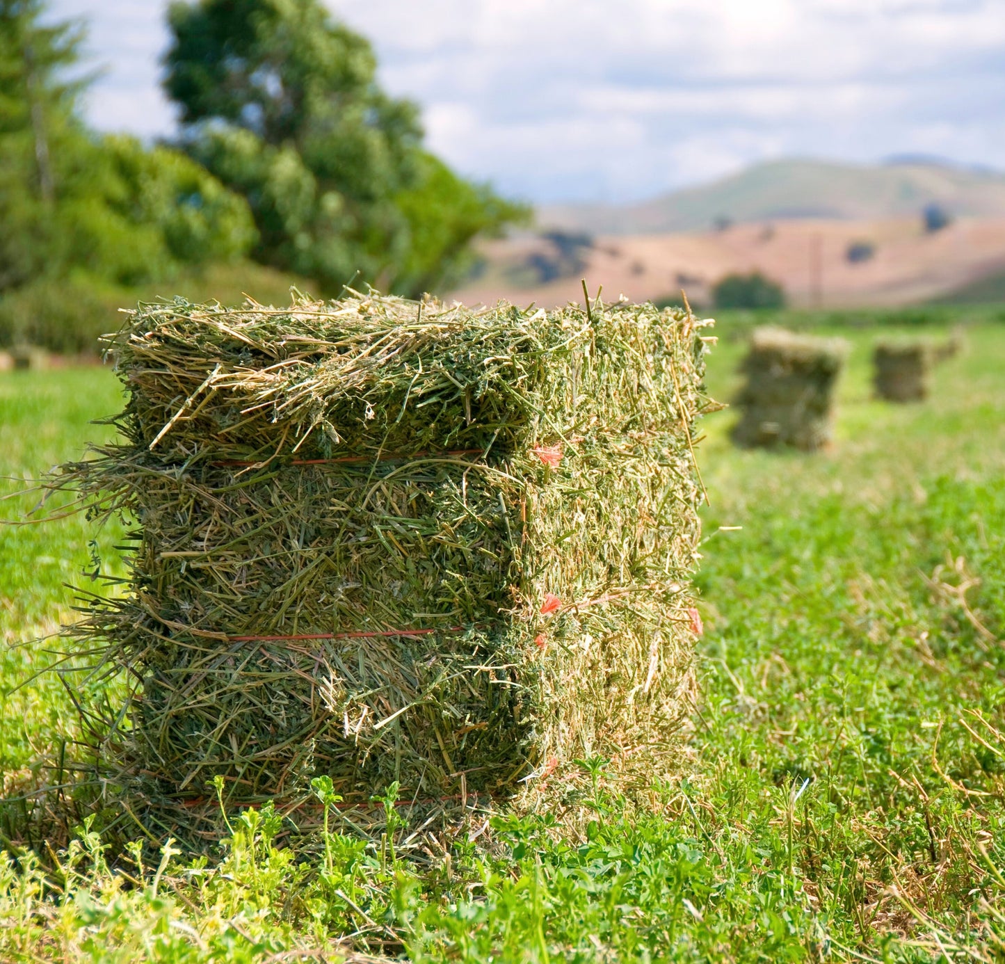 Non Compressed Teff Hay Bales